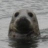 ScopingSeal