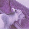Purplegoat