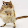 the_gerbil