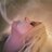 Amberphoto86