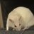 White Rat
