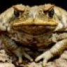 The_toad