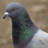 Pigeon