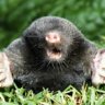 The_Mole