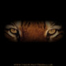 tigeronastick